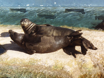 TE - Hawaiian Monk Seal