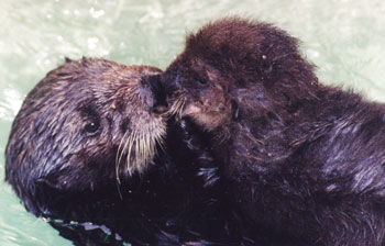 TE - Southern Sea Otters