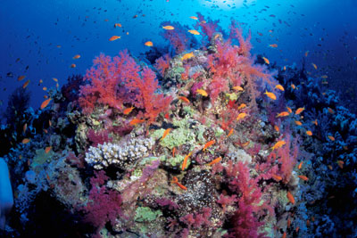 Coral Reefs - IMATA - International Marine Animal Trainer's Association